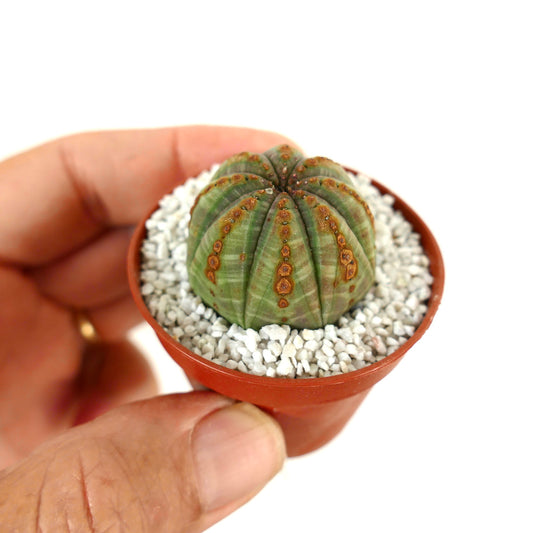 Euphorbia obesa small succulent with rounded ribs and brown dotted markings in pot