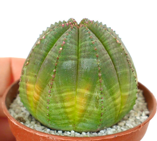Euphorbia obesa succulent cactus with rounded ribs and subtle yellow variegation