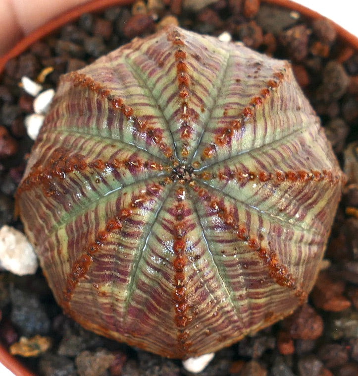 Euphorbia obesa GREY-RED striata gefotografeerd van bovenaf, waarbij de bolvormige vorm en gelijkmatig verdeelde ribben met contrasterende grijze en rode strepen zichtbaar zijn.