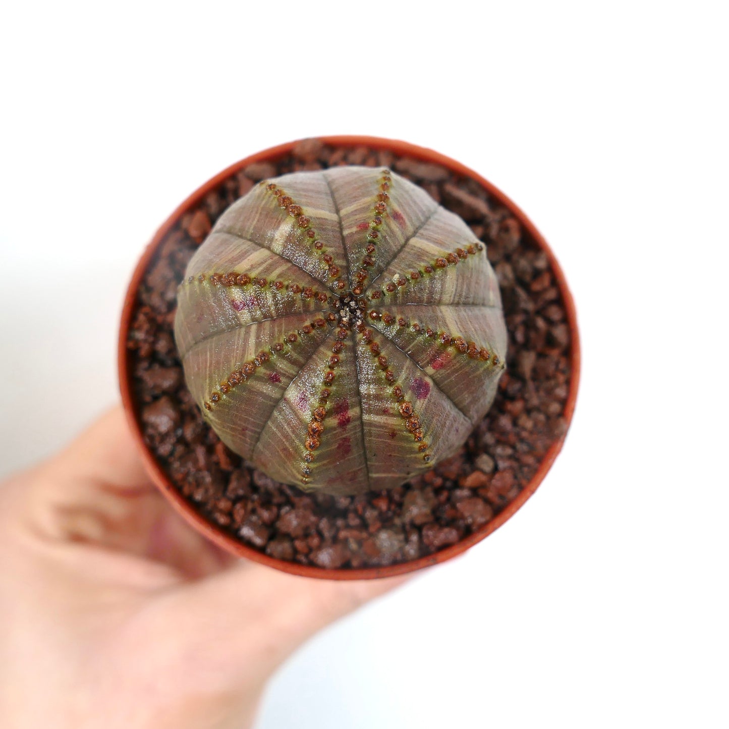 Euphorbia obesa Sukkulente mit runder Form und zarten rosa Sprenkeln in kleinem Topf