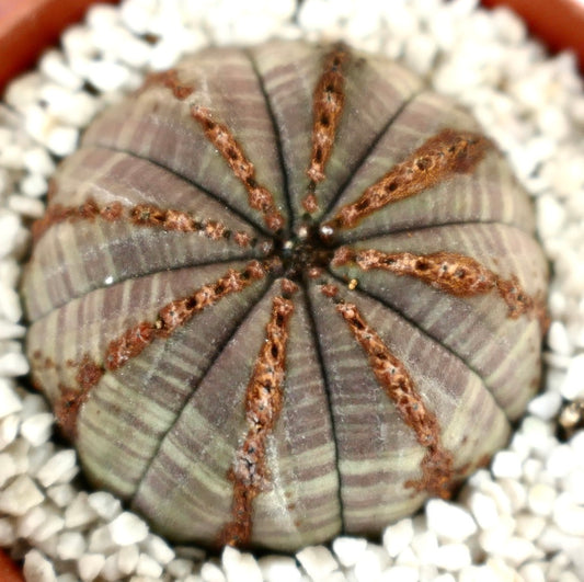 Euphorbia obesa succulent cactus with rounded shape and brown textured lines on grey body