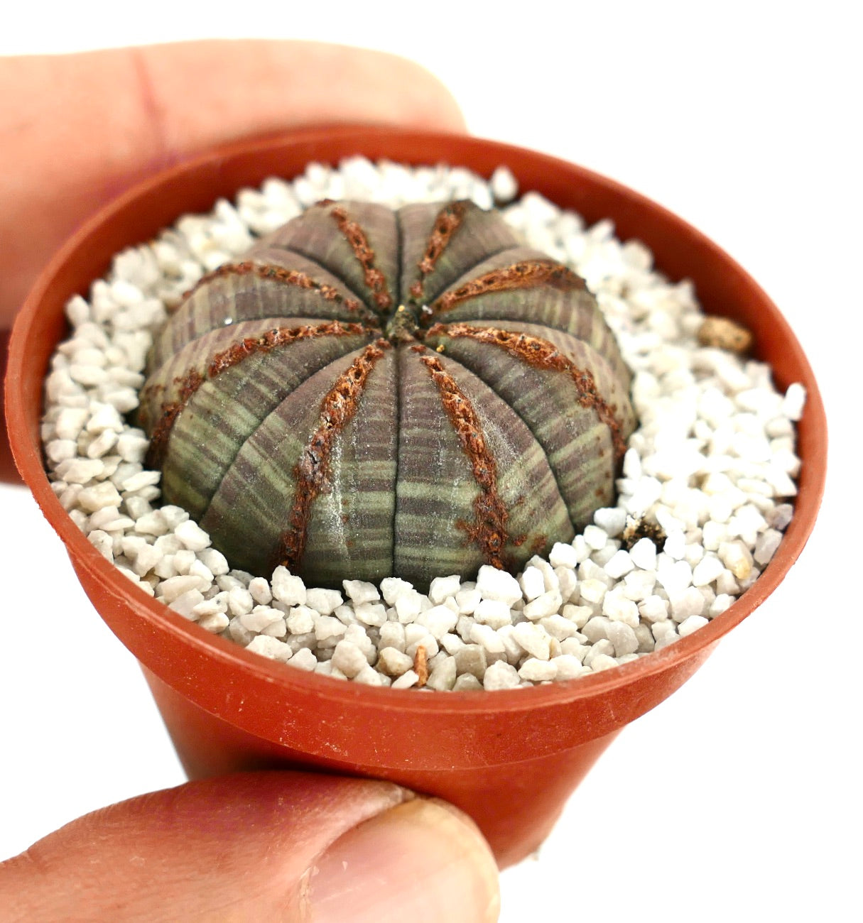 Euphorbia obesa small round succulent with grey ribbed body and brown textured lines