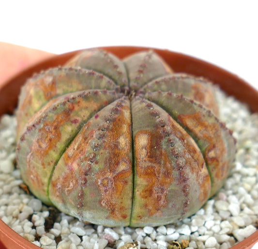 Euphorbia obesa succulent cactus with rounded ribs and brown textured markings