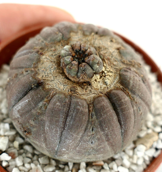 Euphorbia obesa succulent with rounded ribbed body and textured apex in pot