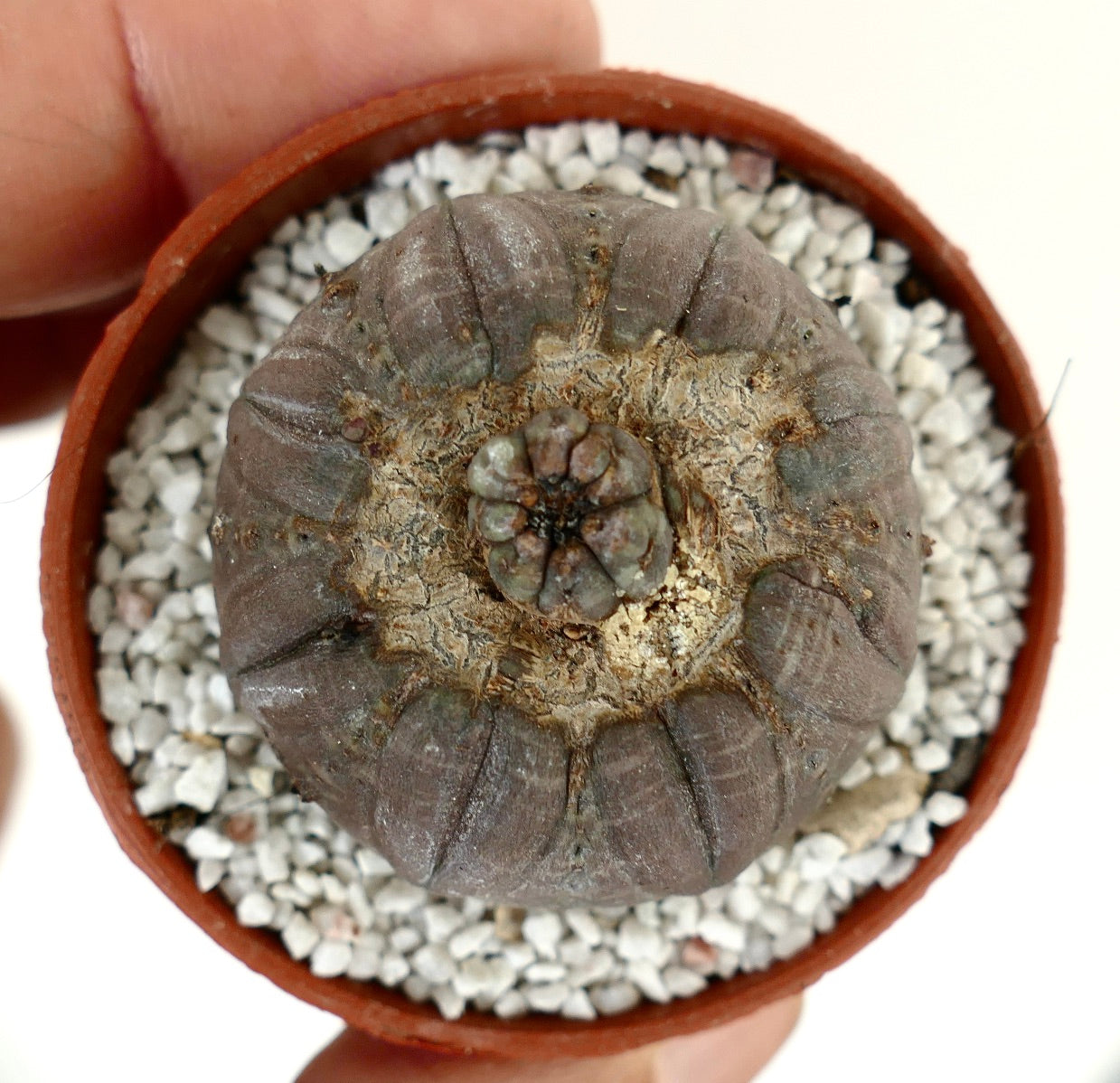 Euphorbia obesa succulent with grey rounded ribbed body and unique apex growth in pot