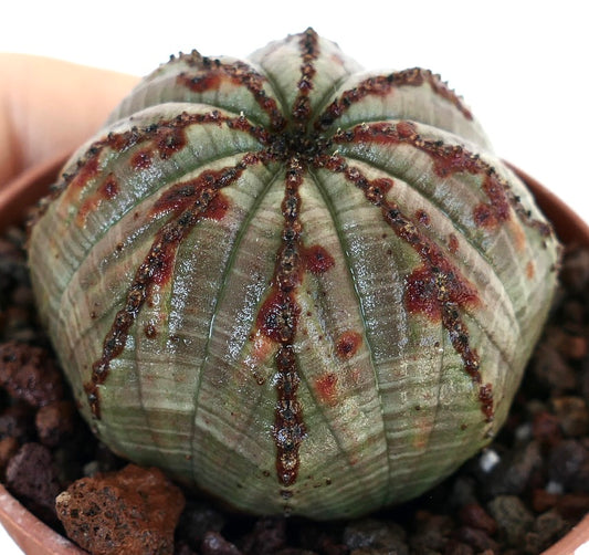 Close-up angled view of Euphorbia obesa grey with vertical ridges and scattered reddish-brown spots, planted in a brown pot with volcanic rock soil.