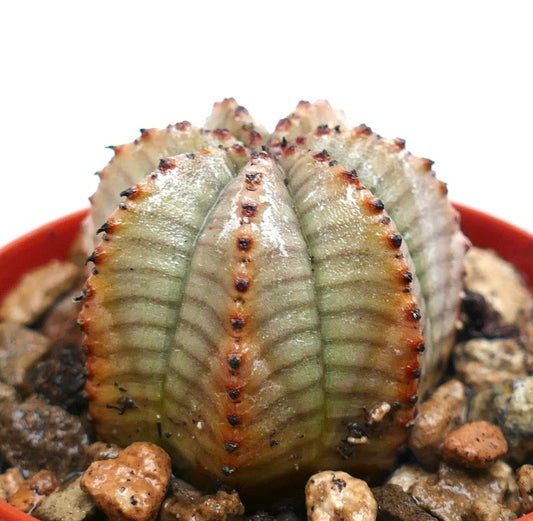Euphorbia obesa sukkulent med ribbet, avrundet grågrønn kropp og små brune areoler