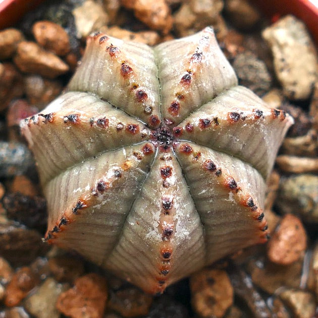 Euphorbia obesa-hybrid sukkulent med gråaktige riller og små brune areoler
