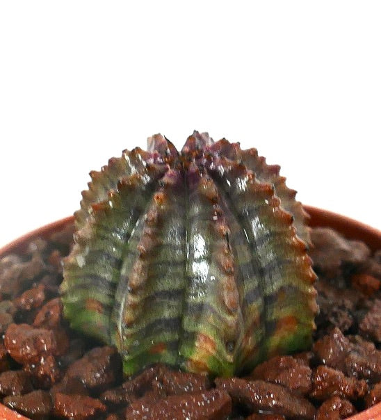 Euphorbia obesa Hybrid-Sukkulent mit gerippter, abgerundeter Form und gestreiftem grünen Muster