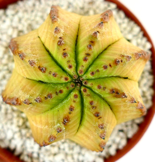 Euphorbia obesa succulent with star-shaped ribbed structure and yellow-green coloration