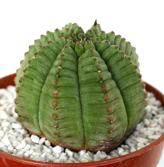 Euphorbia obesa succulent cactus with rounded ribbed green body and small brown areoles