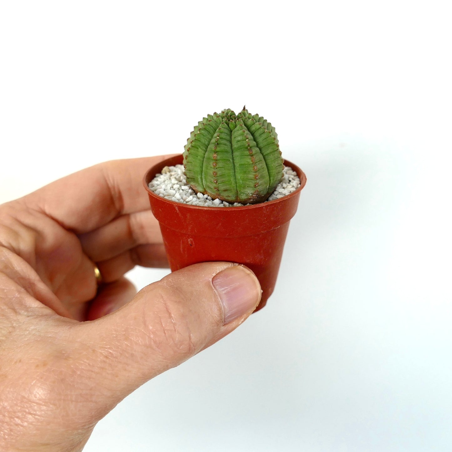 Euphorbia obesa liten rund sukkulent med ribbet grønn kropp i minipotte