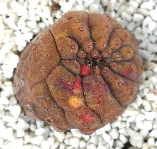 Euphorbia obesa rare succulent with rounded ribbed structure and red spotting on surface