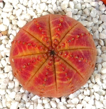 Euphorbia obesa succulent with round, ribbed body and red-orange hues on white gravel