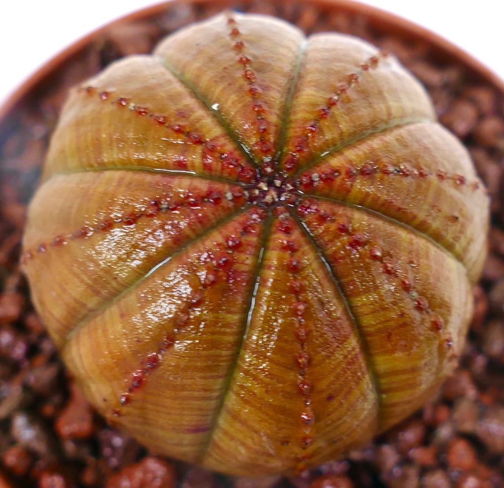 Euphorbia obesa sukkulent med avrundet ribbet kropp og små røde knoller i potte