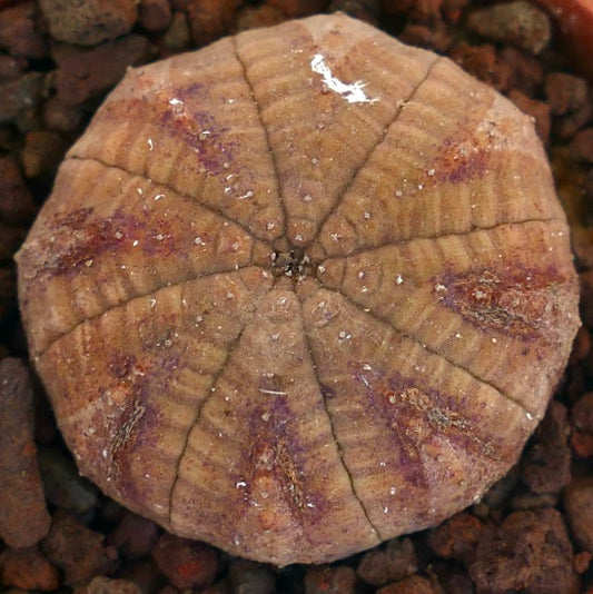 Euphorbia obesa sukkulent med rund ribbet kropp og subtile brune markeringer