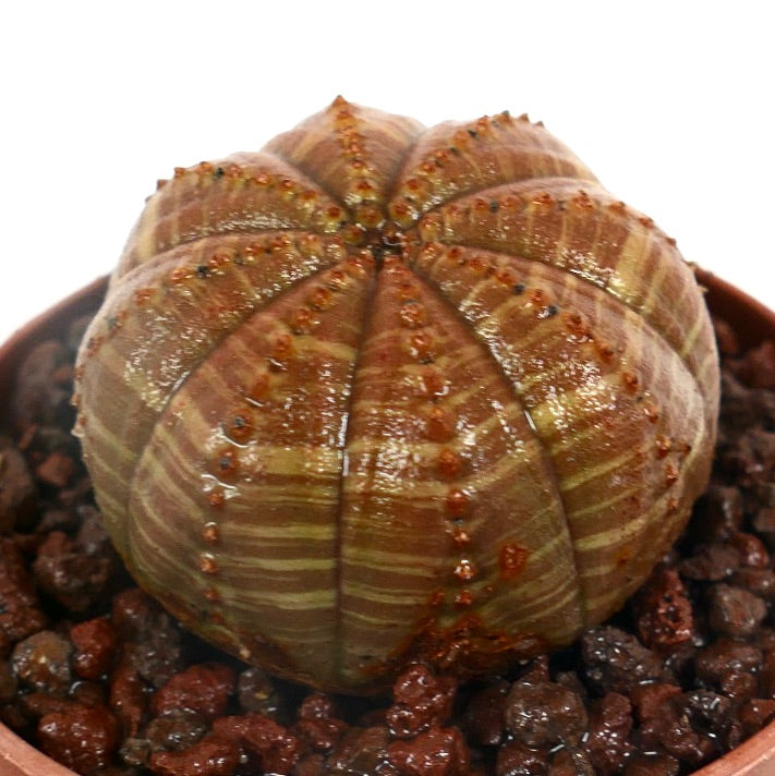 Euphorbia obesa sukkulent med avrundede åser og lysebrunt stripete mønster i potte