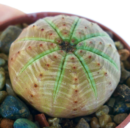 Schuin aanzicht van Euphorbia obesa LICHTGROEN met een bolvormige geribde structuur, zachte pastelgroene tinten en rood gestippelde markeringen.