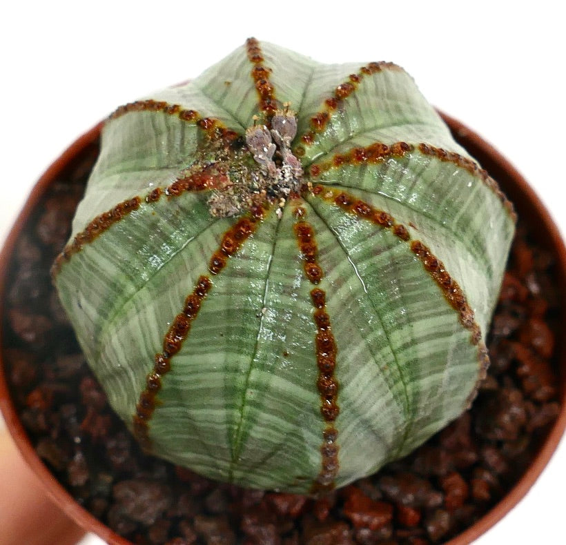 Euphorbia obesa LIGHT GREEN STRIATA F21