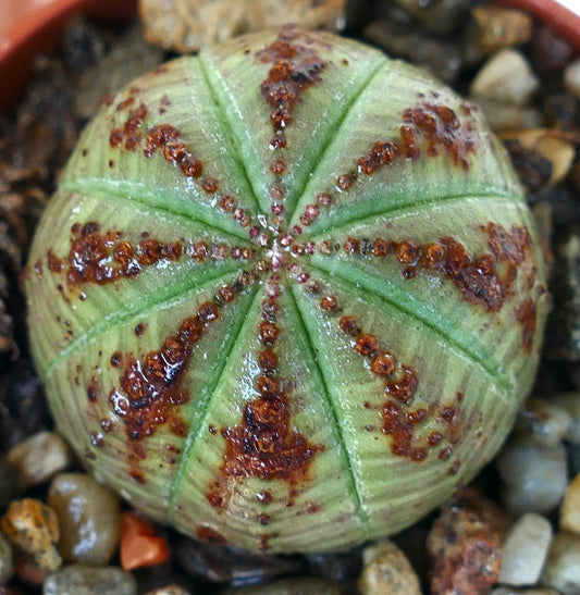 Bovenaanzicht van Euphorbia obesa, een bolvormige vetplant met symmetrische ribben, lichtgroene kleur, donkerbruine gevlekte markeringen en gevlekte tuberkels.