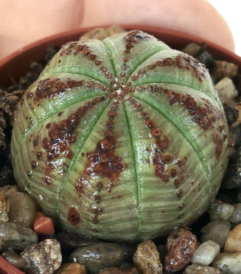 Zijaanzicht van Euphorbia obesa groene vorm, met nadruk op de geribbelde bolvormige stam met groen huid en verspreide bruine vlekken, geplant in een pot met steentjes.