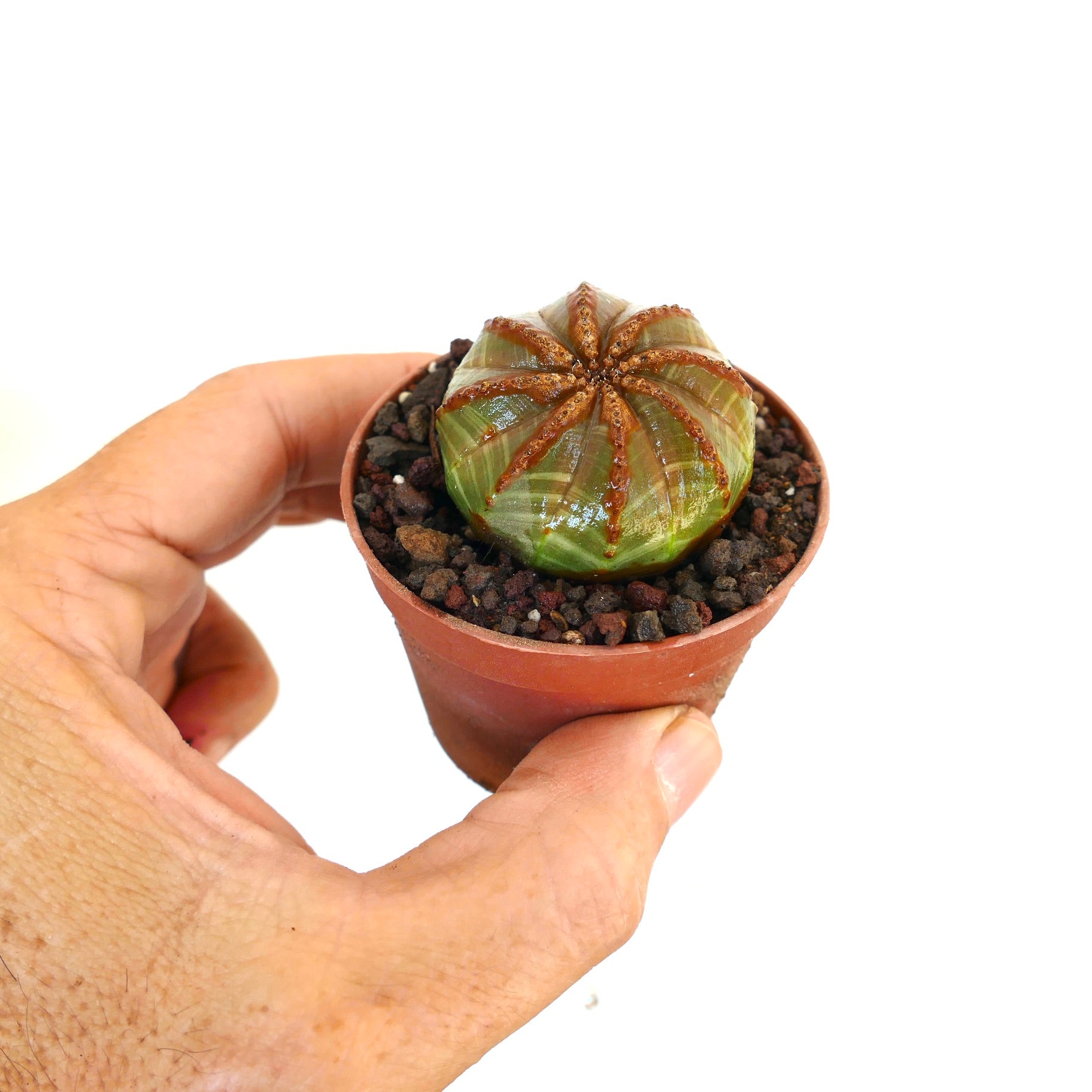 エウフォルビア・オベサ | Botanical Archive | ユニークな多肉植物