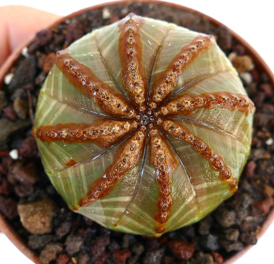 bovenaanzicht van Euphorbia obesa lichtgroene & bruine ster die de ronde vorm toont met acht bruine ribben die een stervormig patroon vormen op een lichtgroene stam.