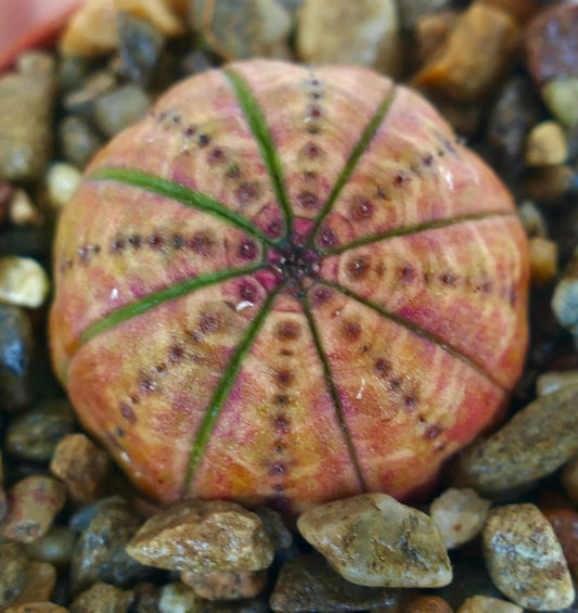 Euphorbia obesa LICHT ORANJE cactus gefotografeerd van bovenaf, met zijn geribbelde bolvorm, lichte roze tinten, gevlekte markeringen en groene verticale lijnen tussen het grind.