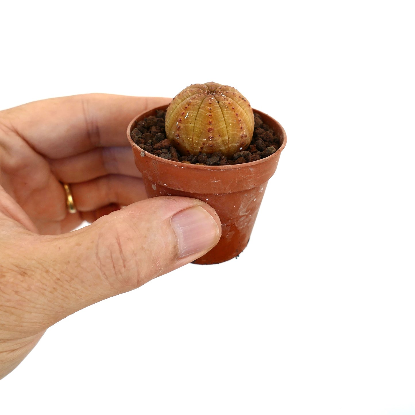 Euphorbia obesa petite plante succulente avec corps arrondi côtelé et minuscules points rouges en pot