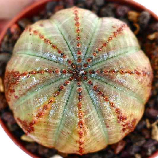 Bovenaanzicht van Euphorbia obesa, waarbij de symmetrische geribbelde structuur met afwisselende groene en rode strepen wordt benadrukt.