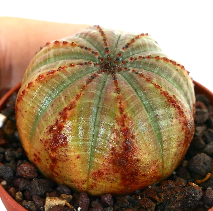 에우포르비아 오베사는 각도에서 촬영되었으며, 구형의 몸체에 수직 리브와 녹색 표면 위에 강한 붉은 줄무늬가 보입니다.