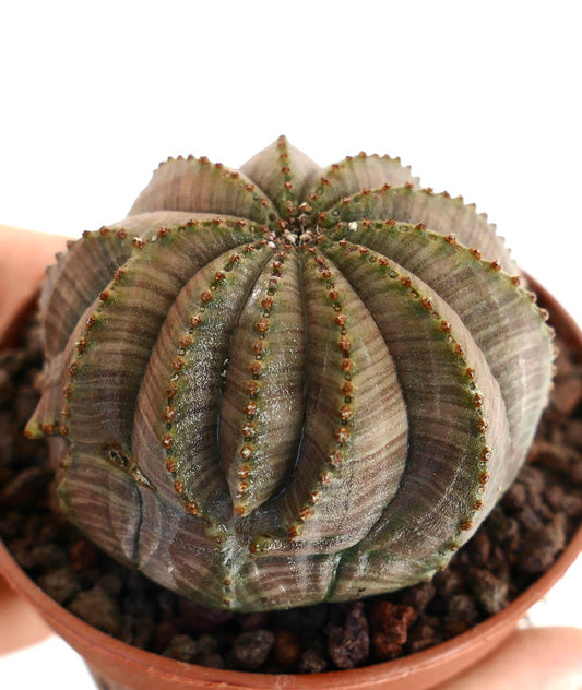 Euphorbia obesa vetplant met afgeronde geribbelde structuur en kleine bruine areolen in pot