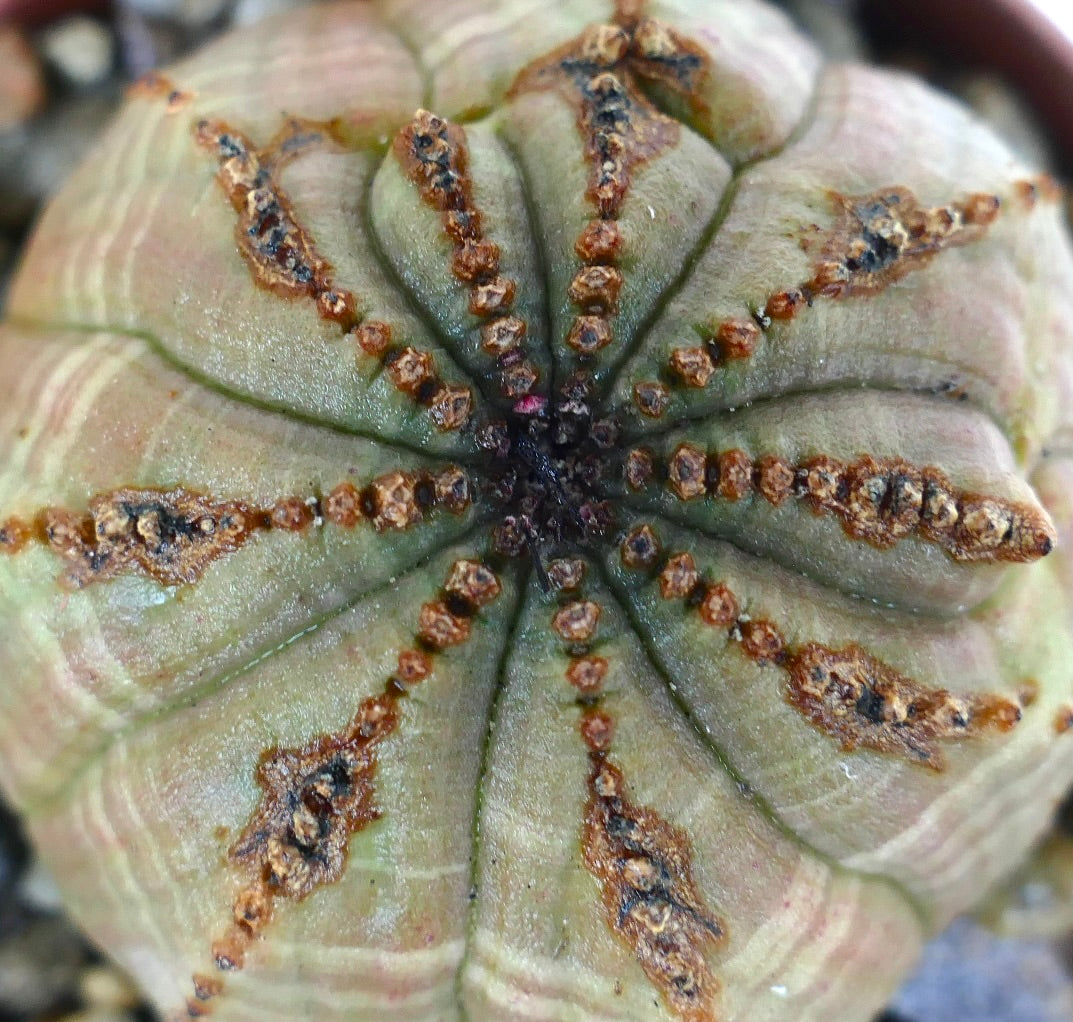 小さな多肉植物の鉢植えコレクションで育てられたユーフォルビア・オベサ・マルチリブスの先端部分の詳細なクローズアップ。集まったリブ、茶色の稜線、中央のクラウンが際立っています。