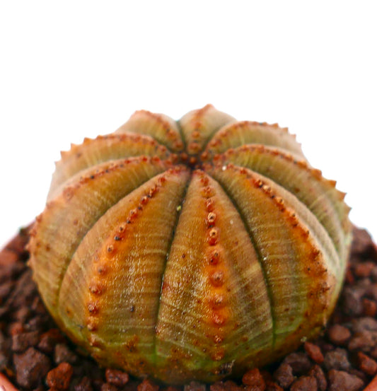 Euphorbia obesa sukkulent kaktus med ribbet oransje-brunt skall og små knopper