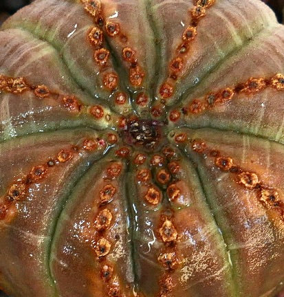 Close-up of Euphorbia obesa crown, highlighting its textured ridges, circular markings, and moist purplish-green surface.