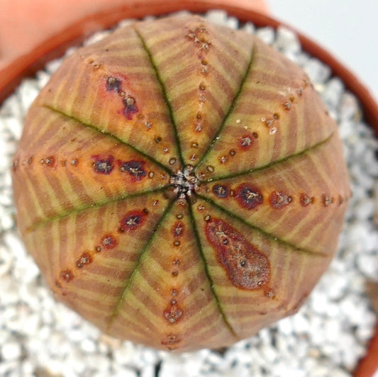 Euphorbia obesa rare succulent with striped pattern and textured surface in pot