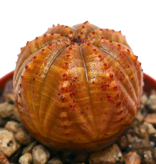 Euphorbia obesa succulent met een rond geribd oranje lichaam en kleine rode tuberkels
