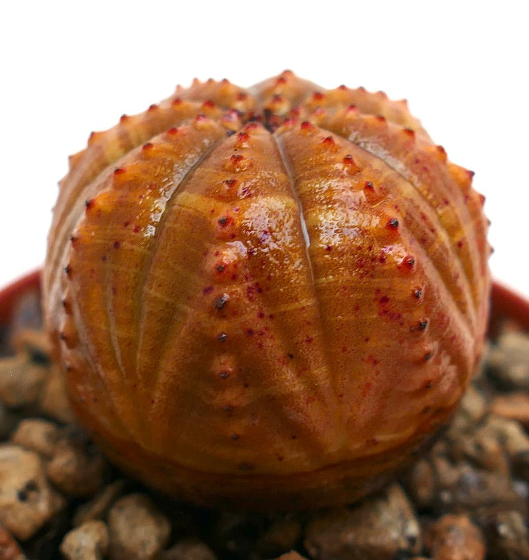 丸みを帯びた肋状のオレンジ色の本体と赤い先端の小さなこぶを持つ多肉植物、ユーフォルビア・オベサ