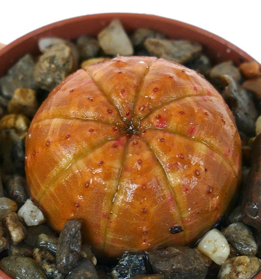 Zijaanzicht van Euphorbia obesa ‘Orange Ball’, een bolvormige cactusachtige vetplant met een levendige oranje kleur en geribbelde segmenten met roodbruine, gespikkelde knobbels.
