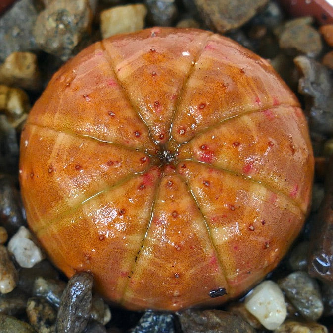 Bovenaanzicht van Euphorbia obesa 'Orange Ball'-vorm, met de nadruk op de symmetrische acht ribben, intense oranje kleur en kleine verheven knobbels langs de ribben.