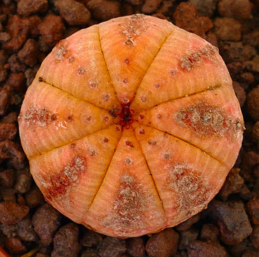 Euphorbia obesa rare succulent with round orange ribbed body and textured surface
