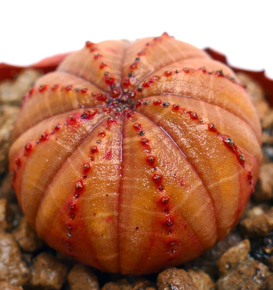 Euphorbia obesa succulent with round orange ribbed body and small red tubercles growing in gravel