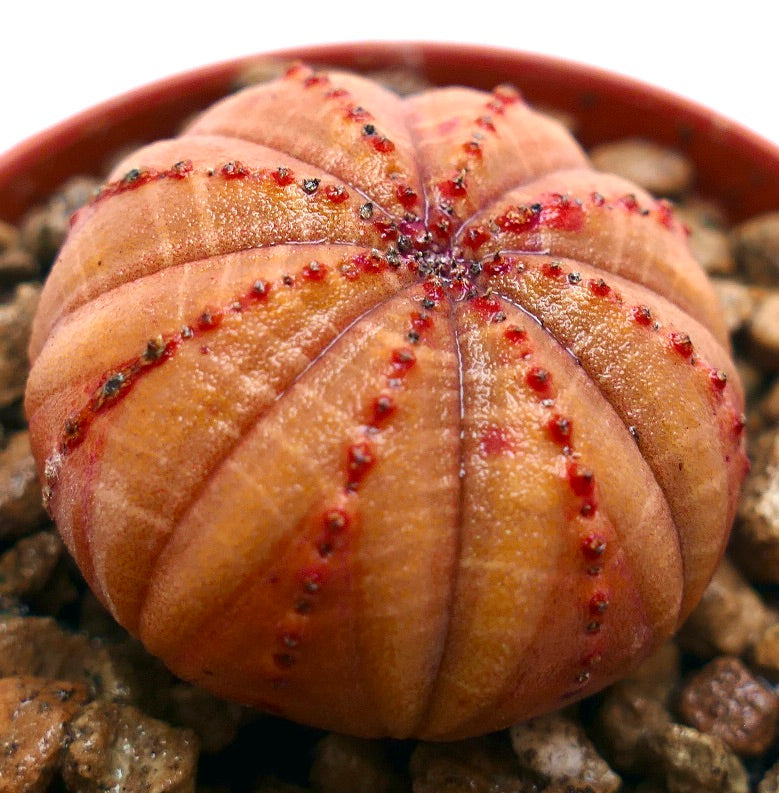 Succulenta Euphorbia obesa con corpo arrotondato arancione a costole e piccoli tubercoli rossi