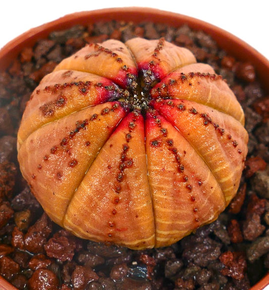 Euphorbia obesa sukkulent med avrundet ribbet kropp og oransje-røde markeringer i potte