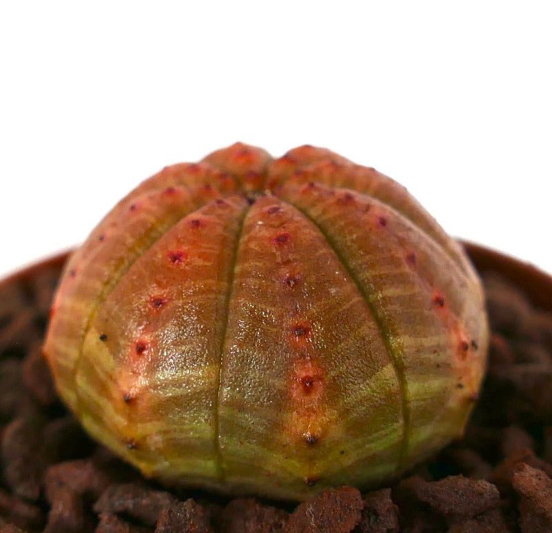 丸みを帯びた肋骨状の胴体とオレンジブラウンの色合いを持つユーフォルビア・オベサ多肉サボテン