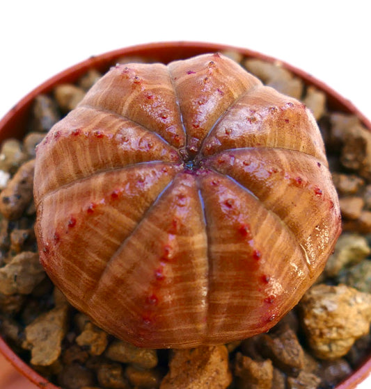 Suculenta Euphorbia obesa con cuerpo redondeado y acanalado y pequeños tubérculos rojos en maceta