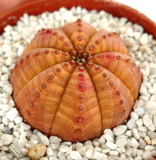 Euphorbia obesa rare succulent with rounded ribbed orange body and small areoles