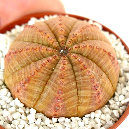 Euphorbia obesa succulent with rounded ribbed body and small reddish tubercles in pot