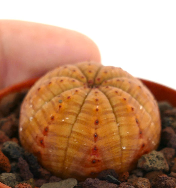Euphorbia obesa suculenta rara con cuerpo redondeado acanalado de color naranja y pequeños puntos rojos