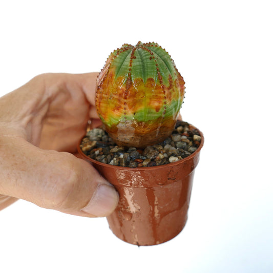 Side view of Euphorbia obesa ORANGE GREEN held in hand, displaying its spherical ribbed body with vibrant green and orange tones, growing in a brown plastic pot filled with gravel.